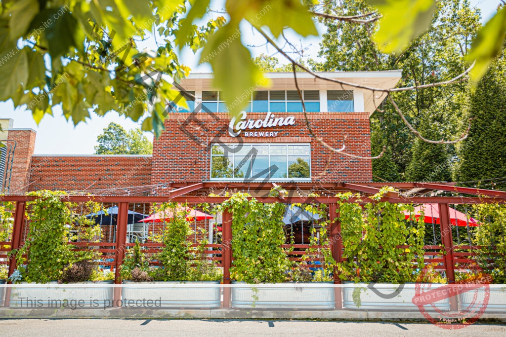 The red-brick exterior of Carolina Brewery on a sunny day, photographed through overhanging green leaves. The "Carolina Brewery" sign sits high on the building's upper facade. In front, a rust-red steel trellis strung with climbing vines and string lights encloses the patio, lined with galvanized metal planters full of greenery; red and blue patio umbrellas are visible behind it.