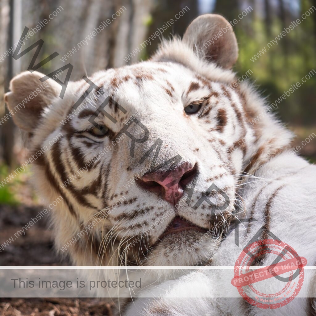 A close-up portrait of a white tiger lying down in dappled sunlight, its head tilted slightly toward the camera with a relaxed, drowsy expression. The tiger has a creamy-white coat with pale brown stripes, blue eyes, a pink nose, and long white whiskers. A wooded background of tree trunks and soft green light is blurred behind it.