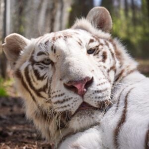 A close-up portrait of a white tiger lying down in dappled sunlight, its head tilted slightly toward the camera with a relaxed, drowsy expression. The tiger has a creamy-white coat with pale brown stripes, blue eyes, a pink nose, and long white whiskers. A wooded background of tree trunks and soft green light is blurred behind it.