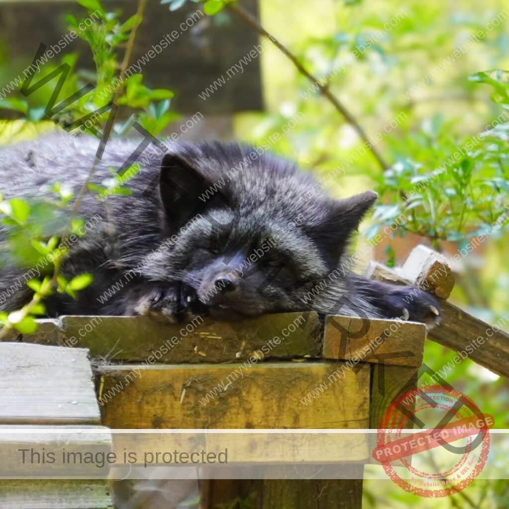 A silver fox—a color variant of the red fox with dark, silver-frosted fur—lies dozing on a weathered wooden platform with its head resting on its paws and eyes half-closed. Its dark coat is tipped with silvery-gray guard hairs, and its pointed ears are relaxed. Green leafy branches frame the platform, with a soft-focus enclosure structure behind it.