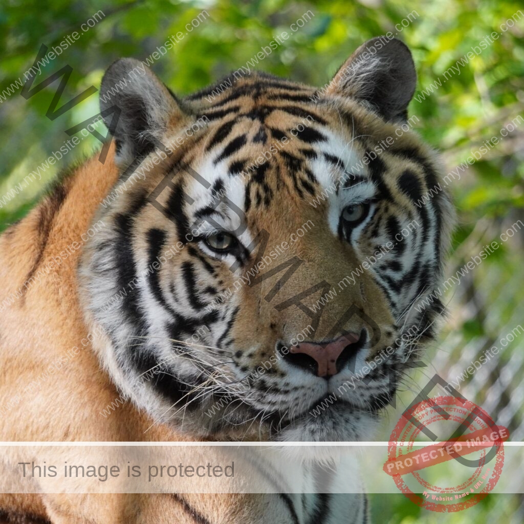 A close-up portrait of a tiger framed by softly blurred green foliage. The tiger's orange coat is marked with bold black stripes and white fur around the cheeks, chin, and eyes, with pale eyes, long white whiskers, and a pink-and-black nose. Its head is turned slightly, giving a calm, alert expression. A chain-link fence is faintly visible in the background at right.