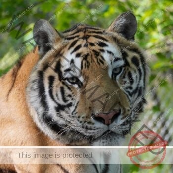 A close-up portrait of a tiger framed by softly blurred green foliage. The tiger's orange coat is marked with bold black stripes and white fur around the cheeks, chin, and eyes, with pale eyes, long white whiskers, and a pink-and-black nose. Its head is turned slightly, giving a calm, alert expression. A chain-link fence is faintly visible in the background at right.