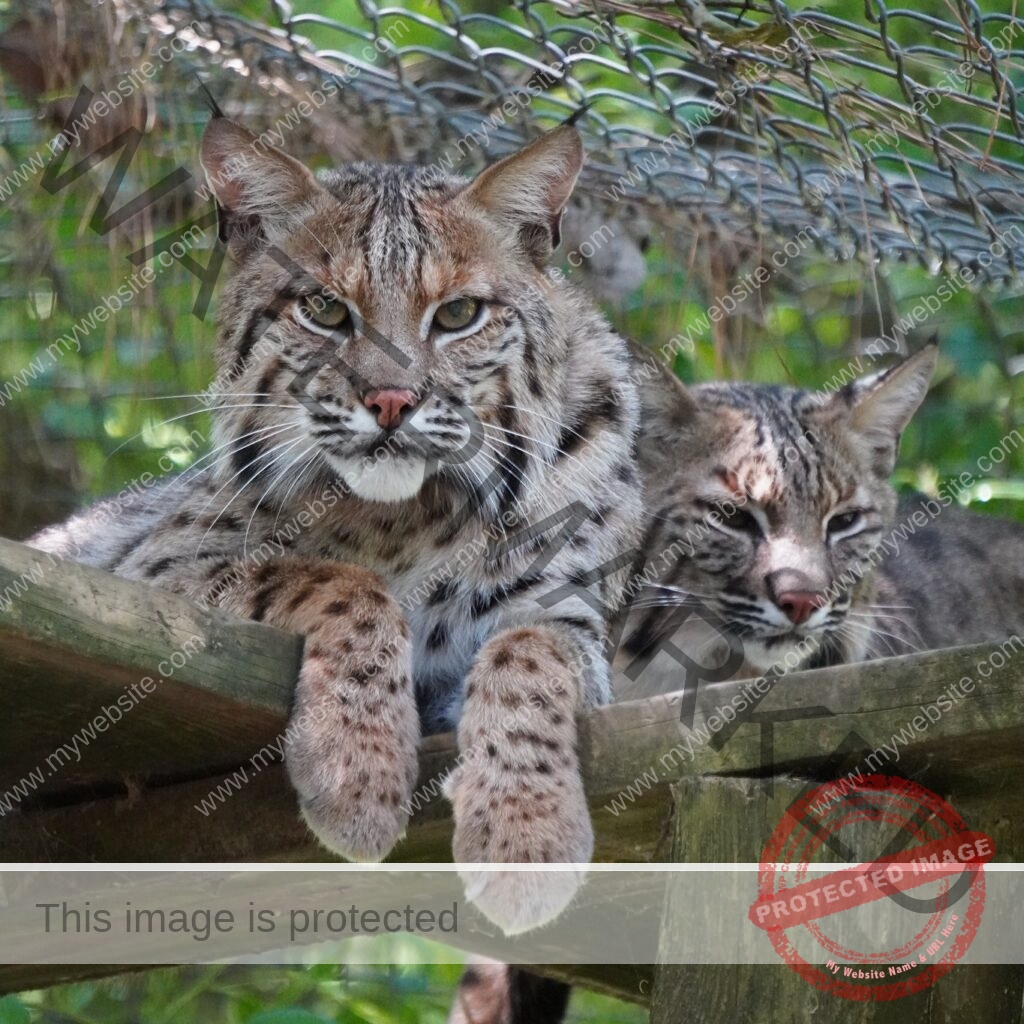 Two bobcats rest side by side on a raised wooden platform beneath a chain-link enclosure roof. The bobcat in front looks directly toward the camera with green-gold eyes, its spotted forepaws hanging over the platform edge and tufted ears erect; the second bobcat rests beside it with eyes half-closed. Both have the mottled brown-and-gray spotted coats, ruffed cheeks, and short ear tufts characteristic of the species. Green foliage fills the background.