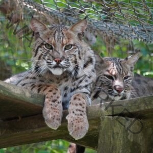 Two bobcats rest side by side on a raised wooden platform beneath a chain-link enclosure roof. The bobcat in front looks directly toward the camera with green-gold eyes, its spotted forepaws hanging over the platform edge and tufted ears erect; the second bobcat rests beside it with eyes half-closed. Both have the mottled brown-and-gray spotted coats, ruffed cheeks, and short ear tufts characteristic of the species. Green foliage fills the background.