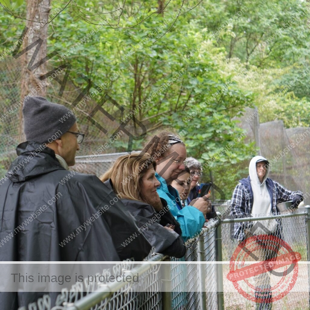 A group of visitors in jackets and rain ponchos lines up along a chain-link fence on an overcast day, looking into an animal enclosure; one person photographs with a phone, and several are smiling. To the right, a sanctuary keeper in a hooded sweatshirt, plaid shirt, and gloves stands inside the enclosure area holding a metal feeding pail. Lush green trees and additional fencing fill the background.