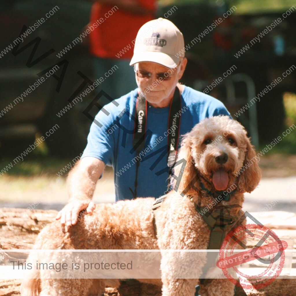 A man wearing a blue T-shirt, a tan ball cap, sunglasses, and a Canon camera around his neck rests his hand on the back of a curly-coated apricot dog, likely a Goldendoodle or Labradoodle, wearing a green harness. The dog stands in the sun with its tongue out, looking relaxed and content. Behind them, a red piece of farm equipment and shaded grounds are softly out of focus.