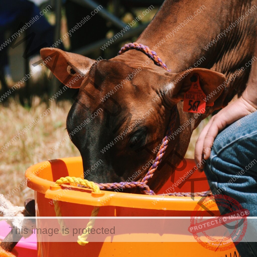 A close-up of a reddish-brown show calf lowering its head to drink from a large orange bucket at an outdoor livestock event. The calf wears a braided purple-and-orange rope show halter and an orange ear tag reading "RASCAL 567." A person in jeans stands beside the calf with a hand resting on its neck. Dry grass and event fencing are visible in the soft-focus background.