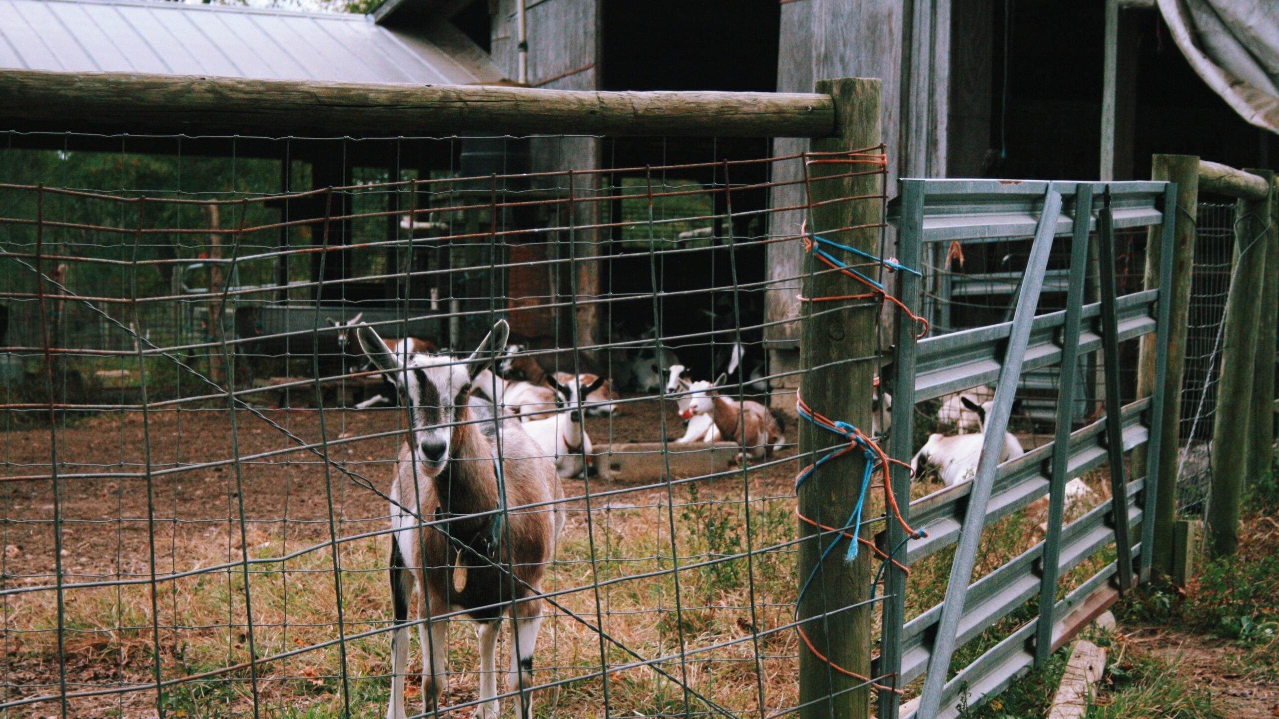 A brown-and-white goat with upright ears and a collar stands close to a wire-mesh fence, looking directly toward the camera. Behind it, a herd of goats rests on the dirt ground of a fenced paddock beside a weathered wooden barn. A metal gate, tied shut with orange and blue cord at a wooden post, stands at right, with dry grass in the foreground.