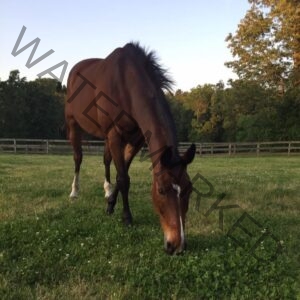 A bay horse with white socks and a small white star on its forehead lowers its head to graze in a lush green pasture scattered with white clover blossoms. Warm late-afternoon light catches the treetops behind the wooden fence, casting the scene in a golden glow.