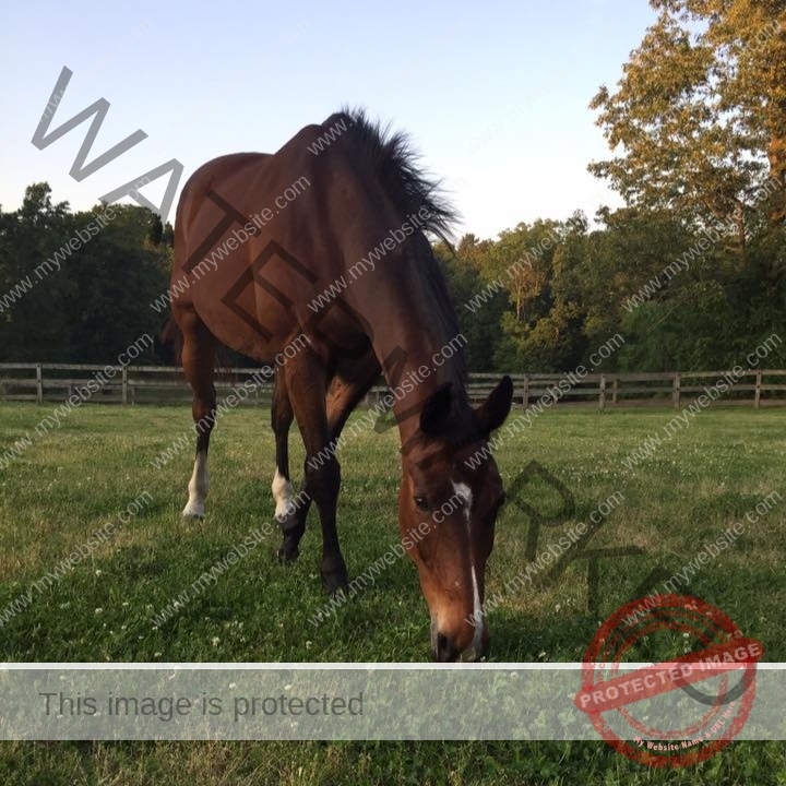 A bay horse with white socks and a small white star on its forehead lowers its head to graze in a lush green pasture scattered with white clover blossoms. Warm late-afternoon light catches the treetops behind the wooden fence, casting the scene in a golden glow.