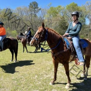 A young woman in a dark teal long-sleeve top, blue jeans, and a black riding helmet sits astride a chestnut horse with a flaxen mane in a sunlit grassy clearing. The horse wears a Western-style saddle with a turquoise blue saddle pad and a blue rope halter under the bridle. Three other riders on horses are visible in the background, gathered near a tree line of bare early-spring trees under a clear blue sky.