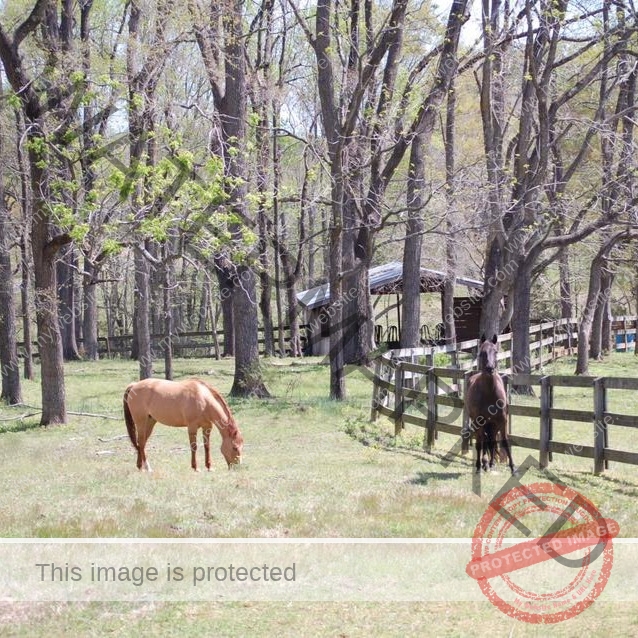Two horses in a fenced pasture dotted with hardwood trees just beginning to leaf out in spring. A chestnut horse grazes peacefully in the foreground while a darker bay stands alert by the wooden post-and-rail fence. A small run-in shelter is visible among the trees.