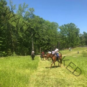 A group of five riders on horseback move through a long grassy clearing bordered by tall green trees under a bright blue sky. The lead rider, in a white shirt and black helmet on a chestnut horse, is in the foreground at right, while the others follow at varying distances in single file. A wooden fence and what appears to be a metal trail obstacle are visible at the right edge of the clearing, and a person stands at far right watching the group.