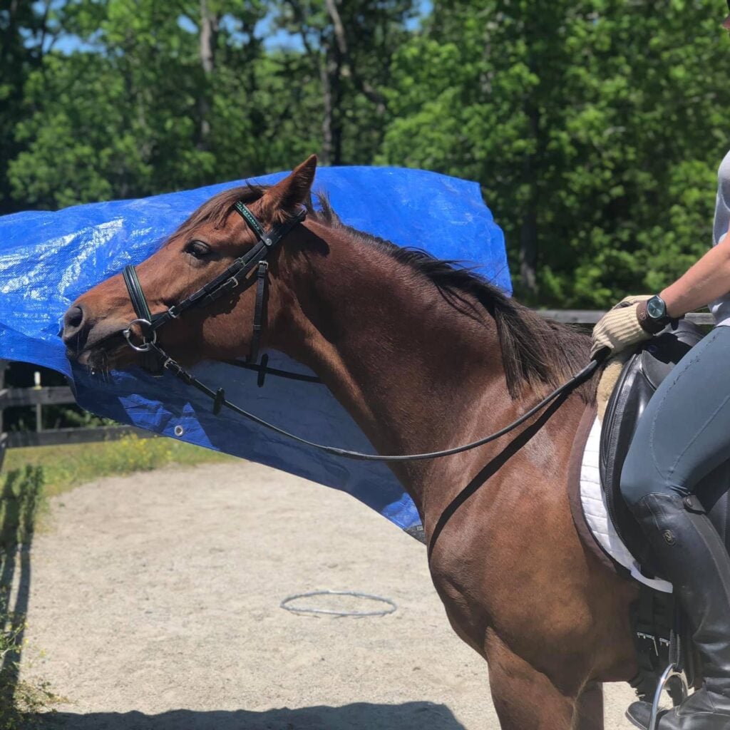 A close-up side view of a chestnut horse with a dark mane and an English bridle, ridden by a person in gray breeches and tall black boots whose hand rests on the saddle wearing a tan riding glove. The horse stands calmly in a sand riding arena while a large blue plastic tarp billows in the wind directly beside its face — a desensitization exercise. A wooden fence and green tree line frame the background.