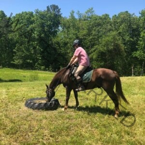 A rider in a pink t-shirt, beige breeches, tall brown riding boots, and a black helmet sits astride a chestnut horse with a long flowing mane in a sunlit pasture. The horse has lowered its head to investigate a large black tractor tire lying flat on the ground, an obstacle commonly used in trail and obstacle training. A wall of green trees rises behind them under a clear blue sky.