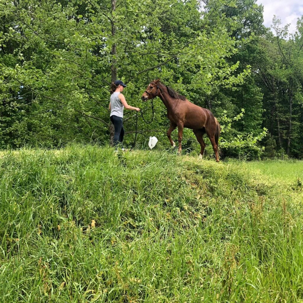 A woman in a gray tank top, black leggings, and a navy baseball cap stands at the top of a grassy hill holding the lead rope of a tall chestnut horse. The horse stands alert with its head raised, ears forward, tail swishing, against a backdrop of dense bright green spring foliage.