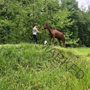 A woman in a gray tank top, black leggings, and a navy baseball cap stands at the top of a grassy hill holding the lead rope of a tall chestnut horse. The horse stands alert with its head raised, ears forward, tail swishing, against a backdrop of dense bright green spring foliage.