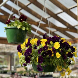 Purple and yellow pansies in a green hanging basket in the For Garden's Sake greenhouse. 