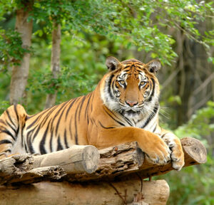 Orange, white, and black striped tiger lounging in a tree at Carolina Tiger Rescue. 