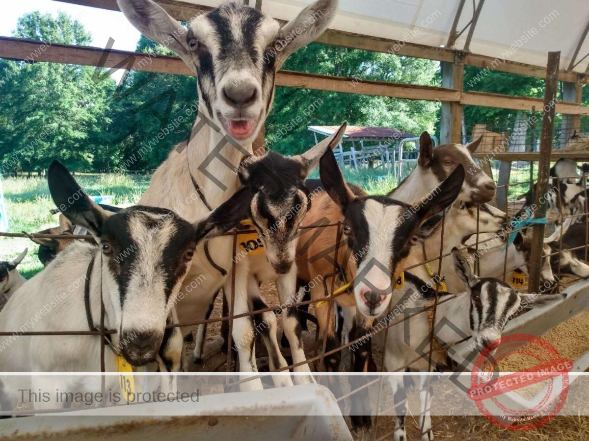 Events at the Inn at Celebrity Dairy PittsboroSiler City Convention