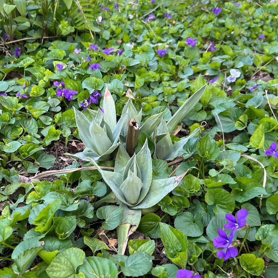 A couple of green plants (unidentified) surrounded by purple violets.