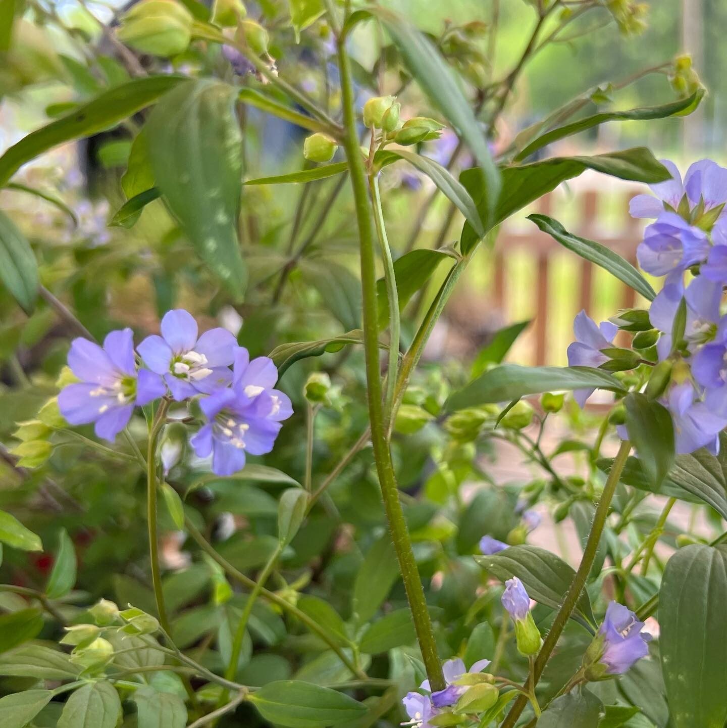 Close up picture of lilac-colored Jacob's Ladder with green stems and leaves.