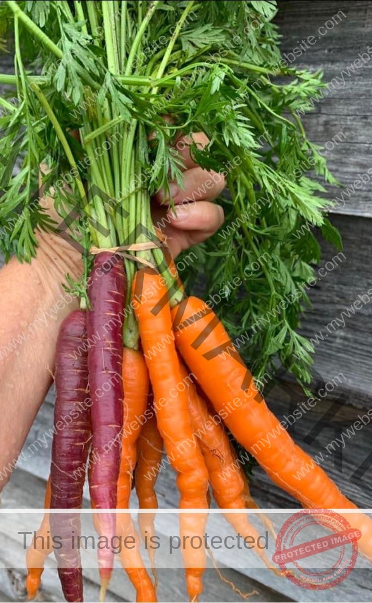 Briar Chapel Farmers Market PittsboroSiler City Convention