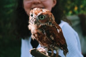 A small Eastern screech owl with rust-brown and white mottled feathers and striking yellow-green eyes perched on a gloved hand, held by a smiling person in a white shirt with a blurred green outdoor background.