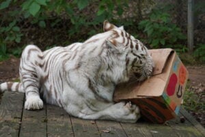 A white tiger with pale brown stripes and pale eyes lies on its side on a weathered wooden platform, holding a cardboard box between its paws and rubbing its face against it. The box is hand-decorated with colorful painted shapes in red, orange, blue, and green, the kind of enrichment item sanctuaries make to keep big cats mentally and physically engaged. Green leafy foliage and a chain-link fence form the background.