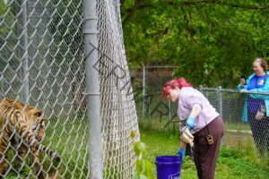 A sanctuary worker with pink hair, wearing a lavender hoodie, blue disposable gloves, and a handheld radio clipped at the waist, leans down beside a tall chain-link enclosure holding a piece of raw meat, with a blue feeding bucket on the grass nearby. On the other side of the fence, a tiger approaches, partly visible through the mesh. In the background, a visitor in a bright blue jacket smiles and photographs the feeding with a phone. Green trees and additional fencing surround the grassy outdoor area.