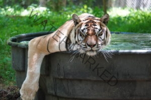 A tiger lies draped over the rim of a large, weathered water tub, its head resting on the edge and one front leg hanging down the side, eyes closed in apparent contentment. The tiger's orange coat with black stripes and white markings is vivid against the dark tub, and its long white whiskers fan out around its muzzle. Behind it, a lushly green, sunlit enclosure with leafy vegetation and fencing is softly out of focus.