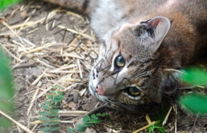 A close-up of a small wild cat lying on a bed of straw and bare earth, its head turned to gaze up toward the camera with large, luminous green-gold eyes. The cat has tawny-brown fur marked with dark spots and stripes, bold white-and-black facial markings around the eyes, long white whiskers, and a small pink nose. Sprigs of green foliage and scattered dry stems surround it on the shaded ground.