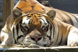 A large tiger resting its chin on a wooden platform in dappled sunlight, eyes half-closed, with orange, black, and white striped markings and scattered straw in the foreground.
