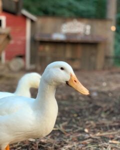 A close-up portrait of a white Pekin duck with smooth white feathers, a bright orange bill, and a dark eye, photographed at My Little Farmer Durham. The duck stands on mulched ground in soft afternoon light, with a second white duck partially visible just behind it. In the blurred background, a weathered wooden animal coop and a red barn structure are visible among trees.
Sat, May 16, 9am-10am and 10:30am-11am.

Sun, May 17, 9am-10am and 10:30am-11am.

Welcome the new ducklings! This visit includes interactions with the ducklings, water play, a craft, photo ops, and a delicious treat from Duck Donuts. The cost is $25 per child, and adult participation is required. Ideal for children ages 3-9, but ages 1-13 are welcome. There is a 25% sibbling discount for a second child and a 35% discount for a third child. See more My Little Farmer events.