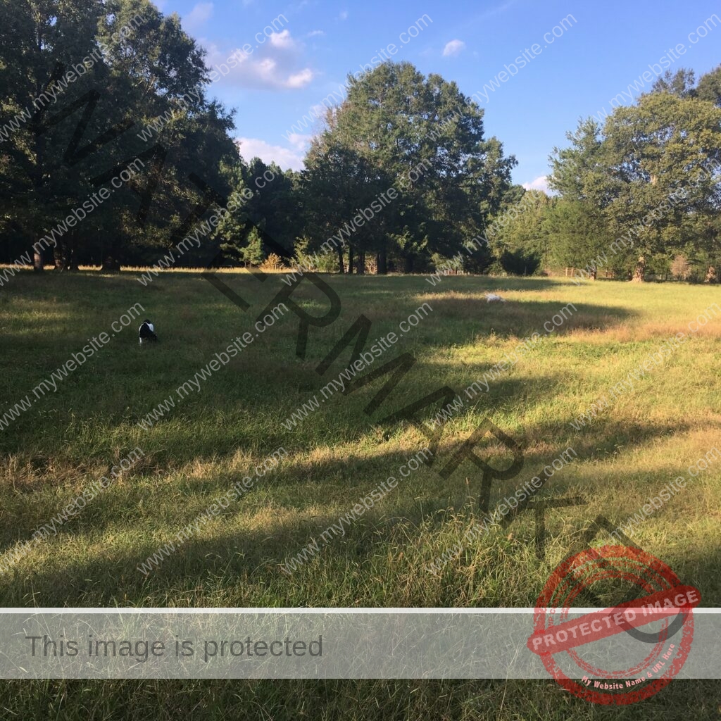 A wide open pasture at Cool Creek Farm in late afternoon, with long shadows stretching across the grass from a tree line of mature oaks and pines along the back edge. A black and white goat or small farm animal sits in the grass in the middle distance, with a second white animal visible further back near the tree line. The sky above is clear blue with a few scattered clouds.