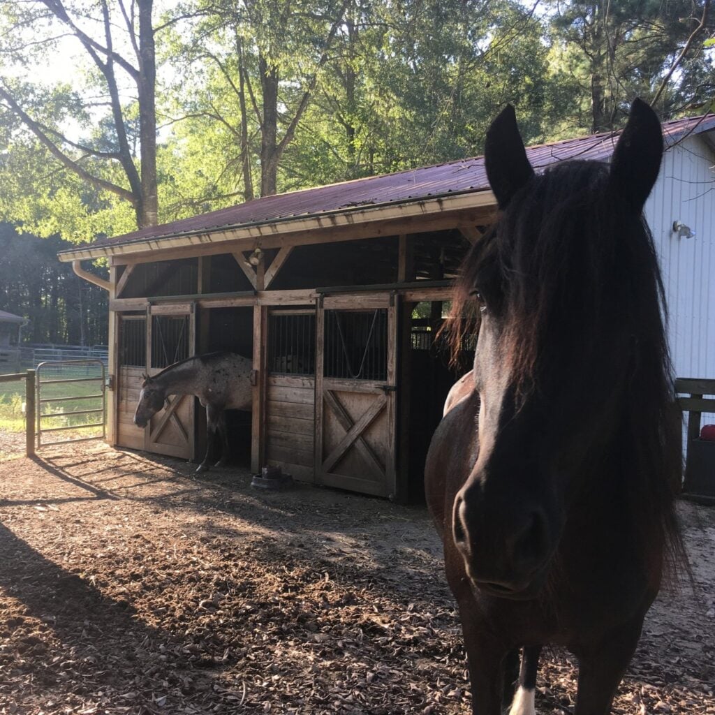 A close-up of a dark bay horse with a long thick mane standing in the foreground, ears alert toward the camera, in front of a wooden barn with a rust-red metal roof. Behind the horse, a spotted appaloosa horse leans its head out of one of the barn's stall doors, with sunlight filtering through tall pine trees overhead.