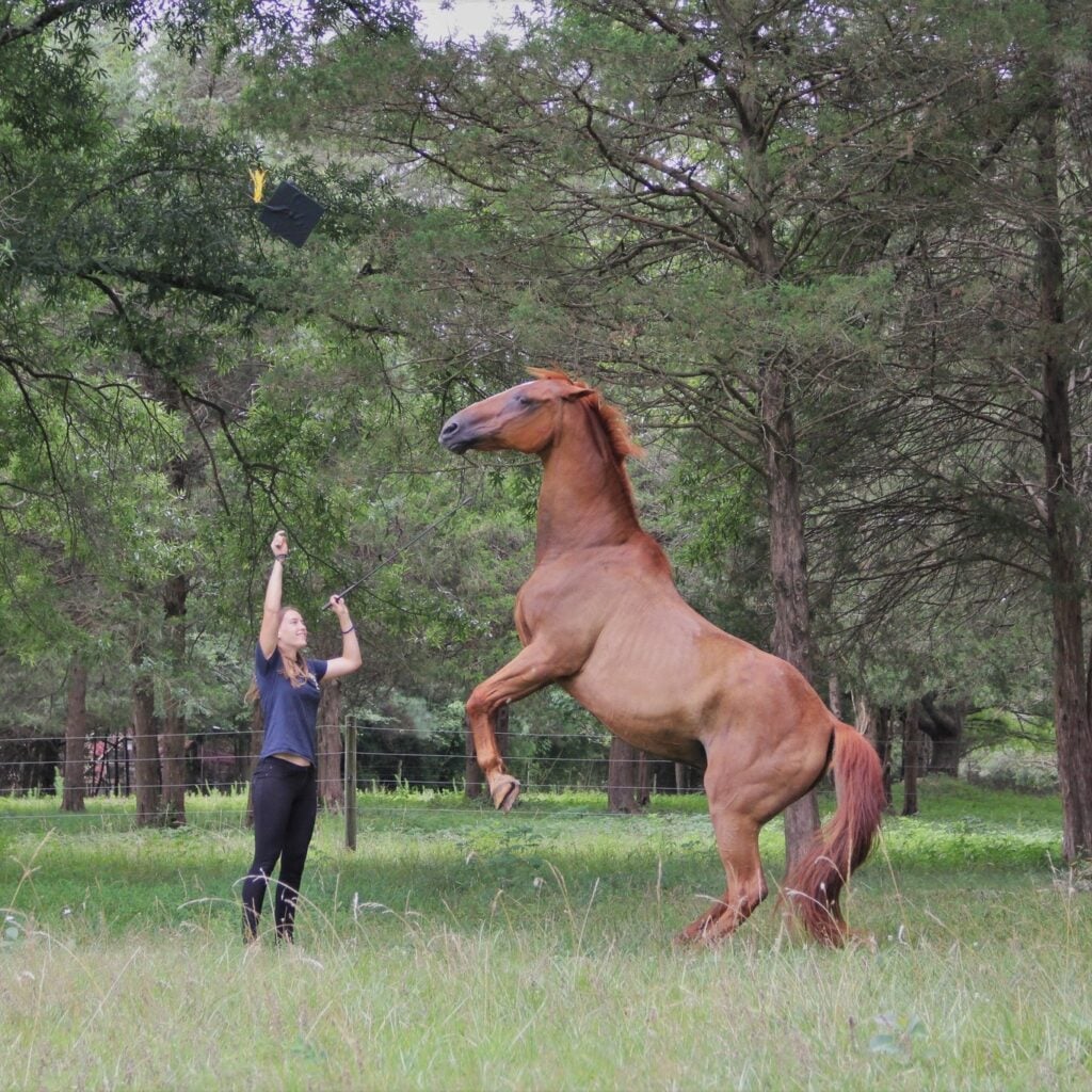 A young woman in a navy t-shirt and black pants stands beside a tall chestnut horse rearing up on its hind legs in a wooded pasture, holding a long lead line in one hand. With her other hand, she tosses a black graduation cap with a yellow tassel into the air — a celebratory graduation portrait with the horse trained to rear on cue. A wire fence and dense green cedar trees form the backdrop.