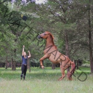 A young woman in a navy t-shirt and black pants stands beside a tall chestnut horse rearing up on its hind legs in a wooded pasture, holding a long lead line in one hand. With her other hand, she tosses a black graduation cap with a yellow tassel into the air — a celebratory graduation portrait with the horse trained to rear on cue. A wire fence and dense green cedar trees form the backdrop.