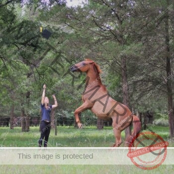 A young woman in a navy t-shirt and black pants stands beside a tall chestnut horse rearing up on its hind legs in a wooded pasture, holding a long lead line in one hand. With her other hand, she tosses a black graduation cap with a yellow tassel into the air — a celebratory graduation portrait with the horse trained to rear on cue. A wire fence and dense green cedar trees form the backdrop.