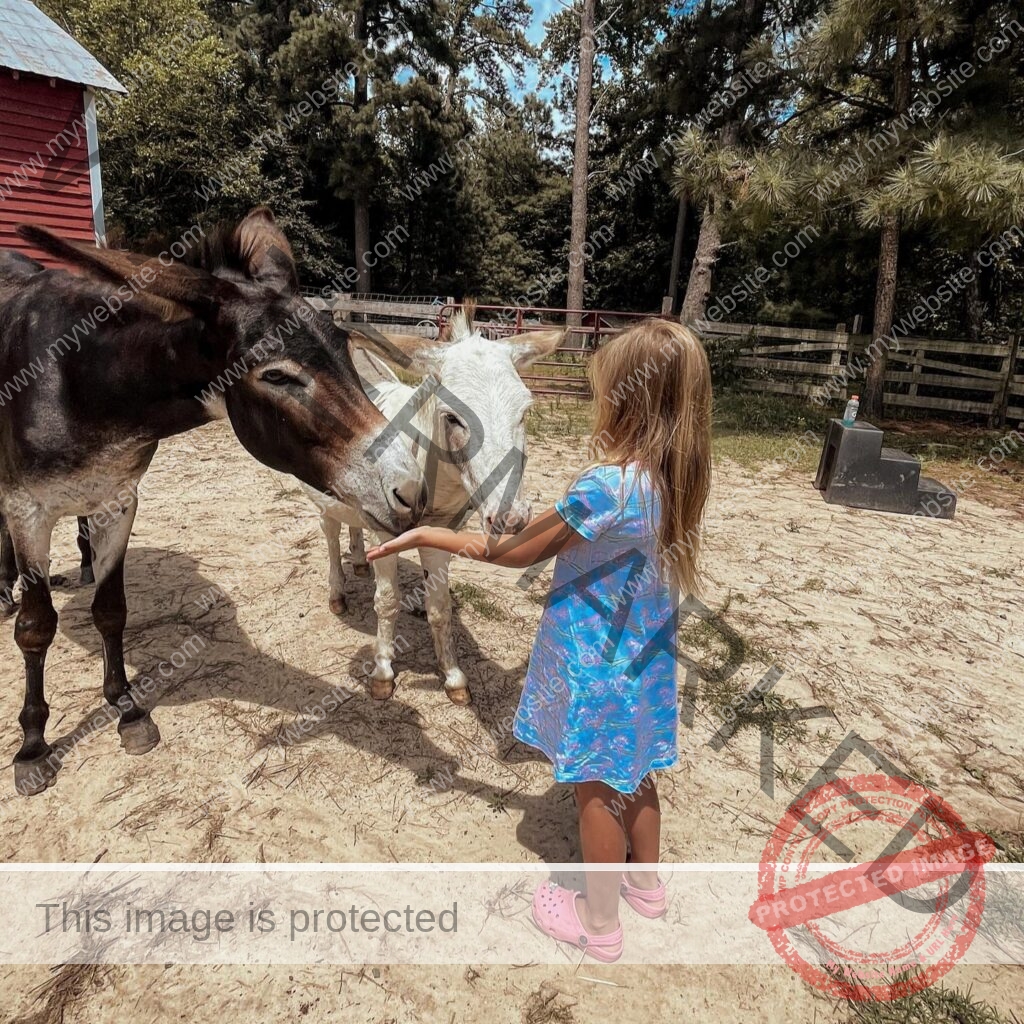 A young girl in a blue dress and pink Crocs reaches out to pet two donkeys — one dark brown, one white — in a sandy paddock at My Little Farmer Durham, with a red barn and pine trees behind them.