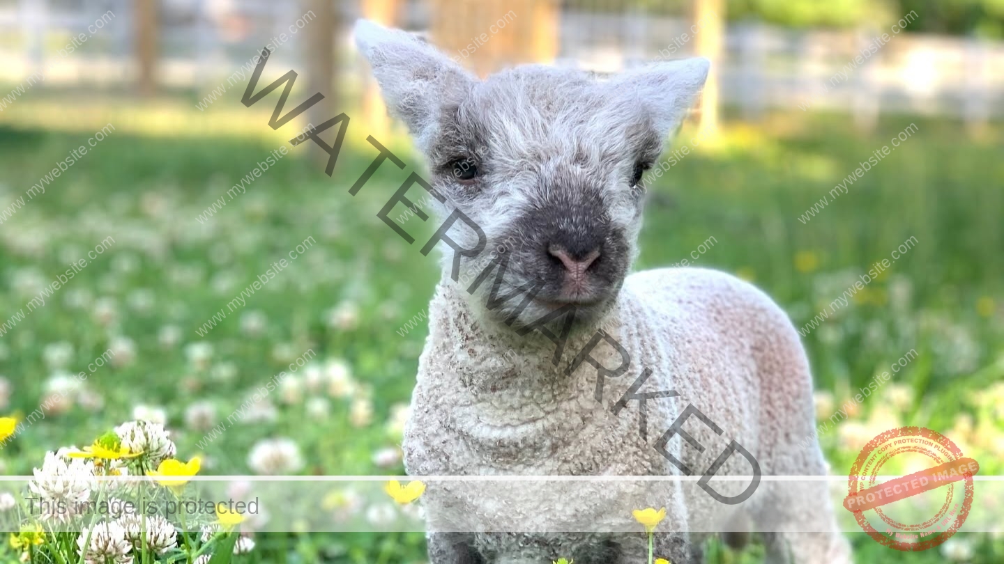 A young lamb with curly cream-colored wool and a gray face stands in a sunny field of green grass, white clover, and small yellow buttercup-like flowers. A blurred wooden fence and trees fill the soft-focus background.