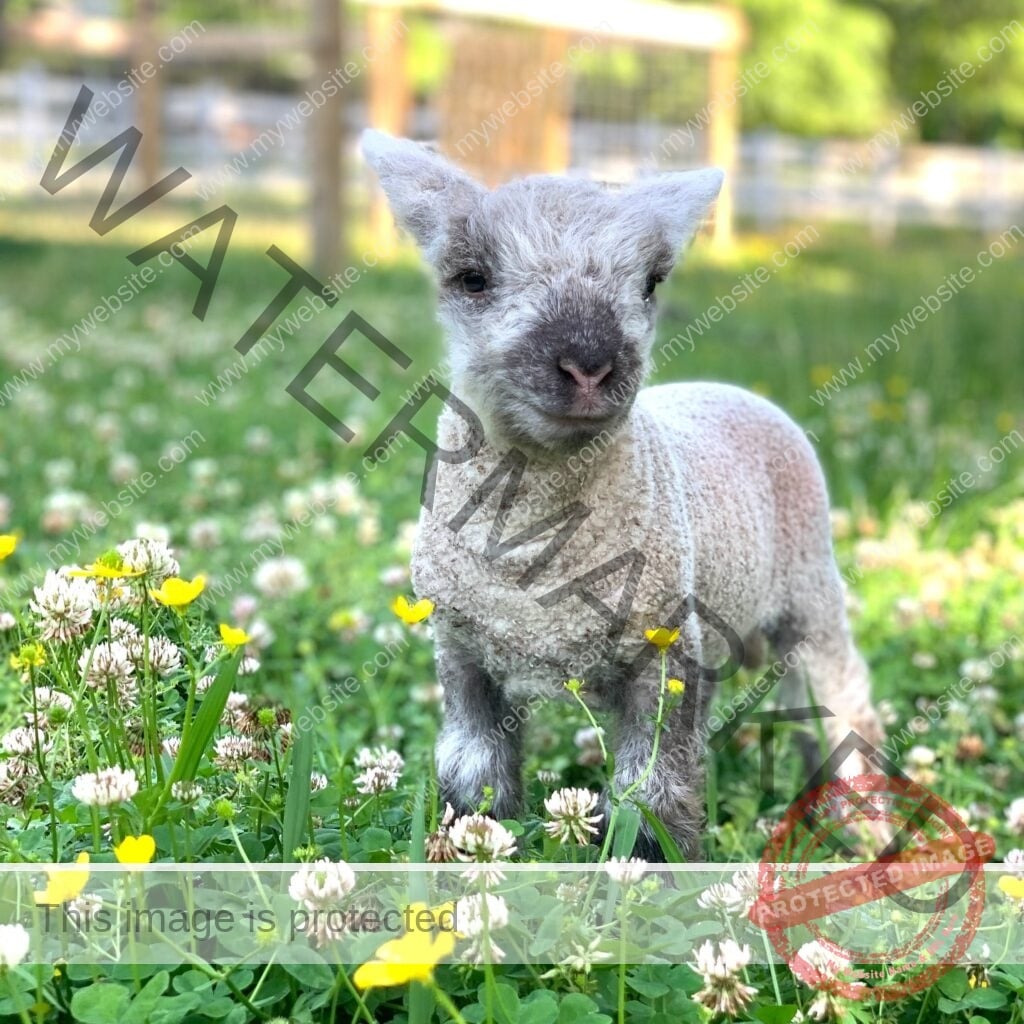 A small gray lamb with curly wool stands among white clover and yellow buttercup wildflowers in a sunny pasture at My Little Farmer Durham.