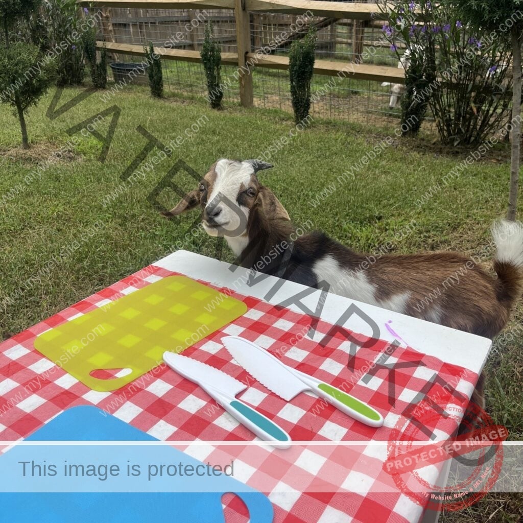A brown and white goat with floppy ears stands beside a child-sized picnic table set with a red gingham cloth, plastic cutting boards, and toy knives at My Little Farmer Durham. A grassy paddock with white fencing is visible in the background.