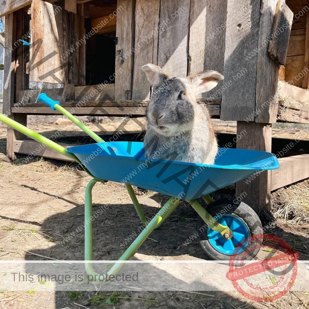 A gray and tan rabbit sits inside a small blue and green toy wheelbarrow on the dirt outside a weathered wooden animal hutch at My Little Farmer Durham.