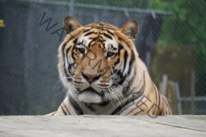 A tiger lies on a weathered wooden platform, resting its front paws ahead of it and gazing calmly and directly toward the camera. Its orange coat is marked with bold black stripes and white around the muzzle, eyes, and chest, with long white whiskers framing a pink-and-black nose. Behind the tiger, a chain-link enclosure fence and softly blurred green foliage fill the background.