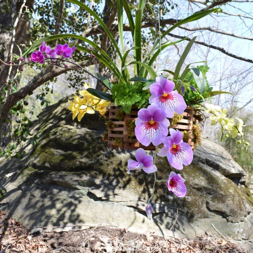 A custom orchid arrangement combining purple miltonia, yellow cymbidium, magenta phalaenopsis, and ferns in a wooden lattice basket lined with moss, hanging outdoors against a large rock formation and bare winter trees. An example of the rental and arrangement work done at Orchid Gallery.