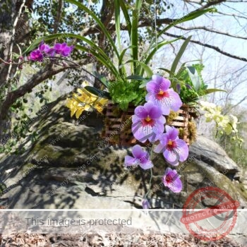 A custom orchid arrangement combining purple miltonia, yellow cymbidium, magenta phalaenopsis, and ferns in a wooden lattice basket lined with moss, hanging outdoors against a large rock formation and bare winter trees. An example of the rental and arrangement work done at Orchid Gallery.