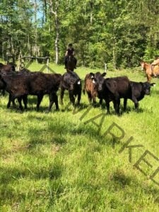 A small herd of black and dark brown cattle moves through a sunlit grassy pasture in the foreground, with white identification tags visible in their ears. Behind them, a rider in a dark red shirt and black helmet sits astride a bay horse, working the herd through an open wooden gate at a tree line of bright green spring foliage. To the right, a second rider in a tan jacket and dark hat sits on a chestnut horse, watching the cattle move. The scene captures a working cow clinic in progress on a clear, sunny day.