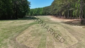 A wide golf course fairway lined with tall pine and hardwood trees under a clear blue sky, with freshly laid sod visible in a grid pattern across the turf in the foreground, indicating recent course maintenance or renovation work.