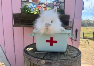 A fluffy white lionhead rabbit with a wild mane of fur sits inside a small white plastic doctor's kit marked with a red cross, perched on top of a weathered wooden barrel. Behind the setup, a pink barn wall is decorated with a butterfly-themed shelf holding faux greenery. A grassy pasture and a horse are visible in the sunny background to the right